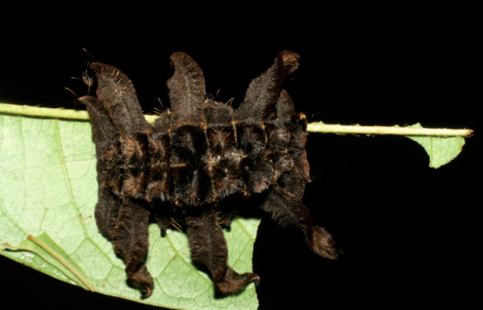 Figura 14. Larva <i>Phobetron</i> hipparchiaDHJ01 (Limacodidae), último estadío (U) vista dorsal, localidad Casa Roberto, Sector Pitilla ACG (520m). Voucher: 07-SRNP-32920-DHJ430062.jpg.