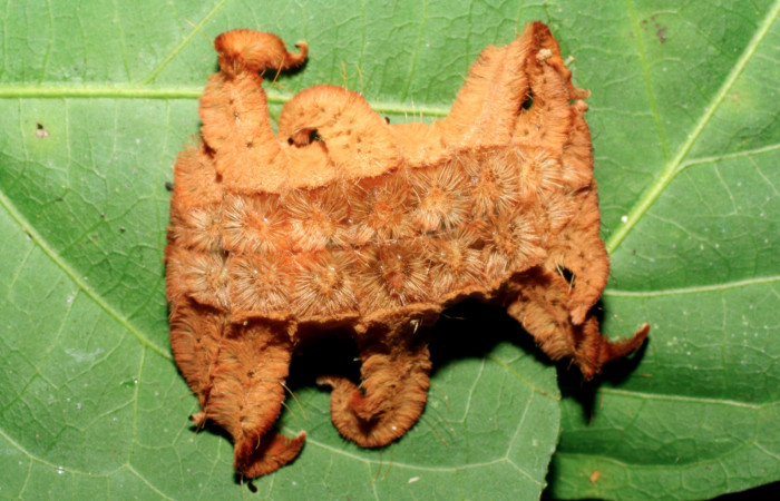 Figura 20. Larva <i>Phobetron</i> hipparchiaDHJ02 (Limacodidae), último estadío (U) vista dorsal, localidad Estación La Perla, Sector Mundo Nuevo ACG (325m). Voucher: 07-SRNP-57735-DHJ428500.jpg.