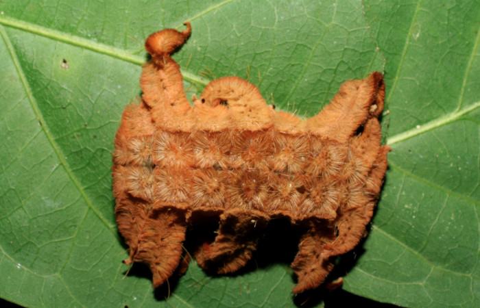 Figura 21. Larva <i>Phobetron</i> hipparchiaDHJ02 (Limacodidae), último estadío (U) vista ventral, localidad Estación La Perla, Sector Mundo Nuevo ACG (325m). Voucher: 07-SRNP-57735-DHJ428505.jpg.