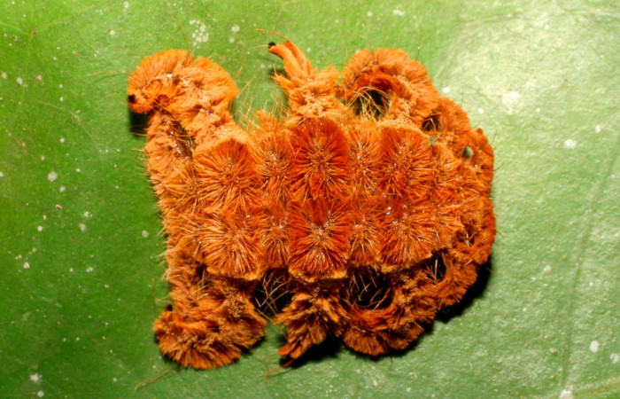 Figura 15. Larva <i>Phobetron</i> hipparchiaDHJ01 (Limacodidae), último estadío (U) vista dorsal, localidad Argendora, Brasilia (345m). Voucher: 07-SRNP-65500-DHJ429459.jpg.