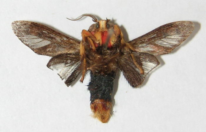 Figura 7. Adulto de <i>Phobetron hipparchia</i> (Limacodidae), macho vista ventral, localidad Bosque Húmedo, Sector Santa Rosa ACG (290m). Voucher: 91-SRNP-2041-DHJ520793.jpg.