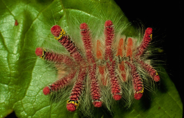 Figura 26. Larva <i>Phobetron cypris</i> (Limacodidae), último estadío (U) vista dorsal, localidad Casetilla, Sector Santa Rosa ACG (250m). Voucher: 93-SRNP-3804-DHJ27083.jpg.