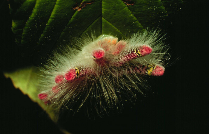 Figura 27. Larva <i>Phobetron cypris</i> (Limacodidae), último estadío (U) vista lateral, localidad Casetilla, Sector Santa Rosa ACG (250m). Voucher: 93-SRNP-3804-DHJ27084.jpg.