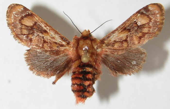 Figura 1. Adulto de <i>Phobetron hipparchia</i> (Limacodidae), hembra vista dorsal, localidad Cafetal, Sector Santa Rosa ACG (280m). Voucher: 93-SRNP-3894-DHJ520794.jpg.