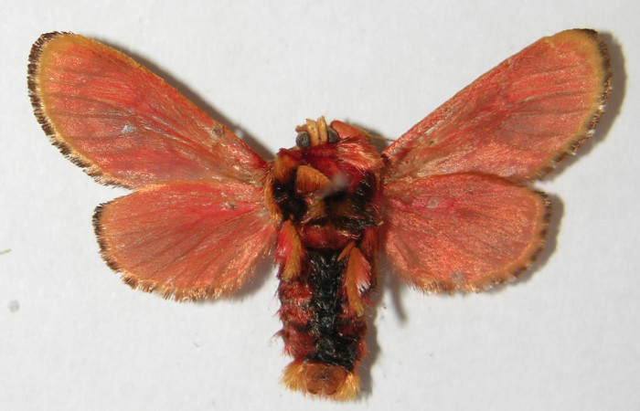 Figura 9. Adulto de <i>Phobetron hipparchia</i> (Limacodidae), hembra vista ventral, localidad Area Administrativa, Sector Santa Rosa ACG (295m). Voucher: 94-SRNP-9955-DHJ520753.jpg.