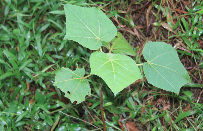 Figura 30. Planta hospedera de <i>Phobetron hipparchia</i> (Limacodidae), planta llamada <i>Ochroma pyramidale</i> (Malvaceae), localidad Quebradona Estación Biológica Quica, Sector Pitilla ACG (475m), foto: Ricardo Calero 03 Diciembre 2019.