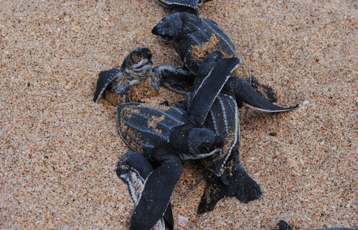 Playa Grande  Foto: Erin Keene  The Leatherback Trust