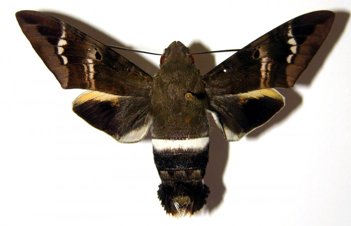 Fig. 01. Hembra de <i>Aellopos titan</i> (Sphingidae), dorsal, 61mm de longitud. Voucher: 00-SRNP-2708-DHJ95682.jpg.