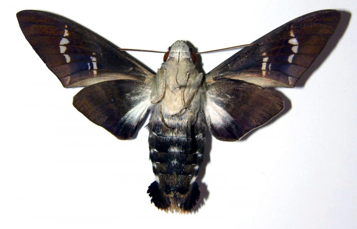 Fig. 02. Hembra de <i>Aellopos titan</i> (Sphingidae), ventral, 61mm de longitud. Voucher: 00-SRNP-2708-DHJ95683.jpg.