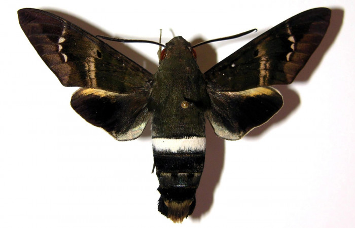 Fig. 03. Macho de <i>Aellopos titan</i> (Sphingidae), dorsal, 59mm de longitud. Voucher: 04-SRNP-45790-DHJ95102.jpg.