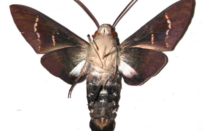 Fig. 04. Macho de <i>Aellopos titan</i> (Sphingidae), ventral, 56mm de longitud. Voucher: 03-SRNP-2398-DHJ37965.jpg.