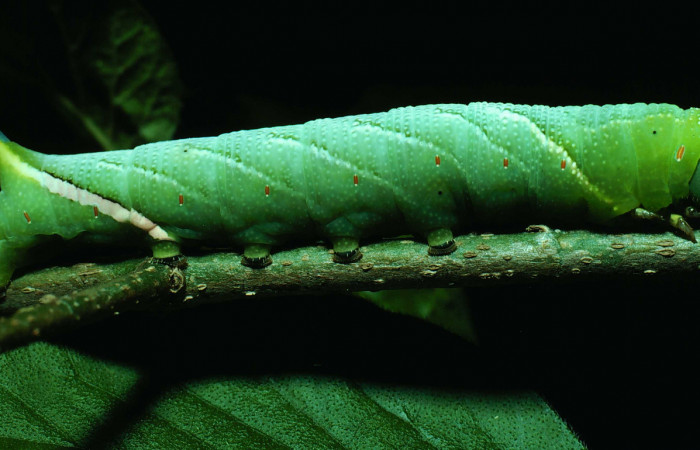 Fig.06. Larva de <i>Aellopos titan</i> (Sphingidae), vista lateralmente. Voucher: 82-SRNP-206-DHJ3740.jpg.