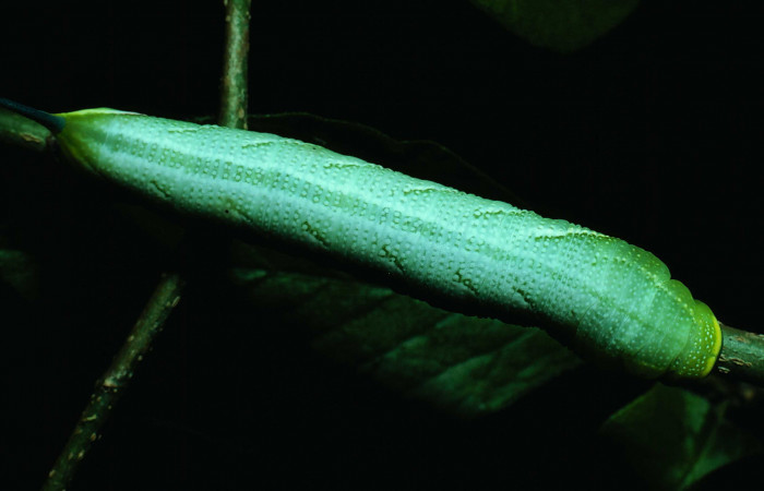 Fig.07. Larva de <i>Aellopos titan</i> (Sphingidae), vista dorsalmente. Voucher: 82-SRNP-206-DHJ3733.jpg.
