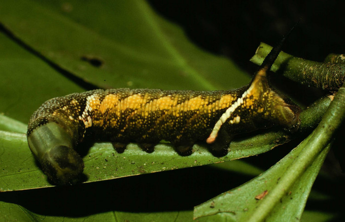 Fig.09. Larva de <i>Aellopos titan</i> (Sphingidae), vista lateralmente, 28mm de longitud, penúltimo estadío. Voucher: 98-SRNP-3200-DHJ44675.jpg.