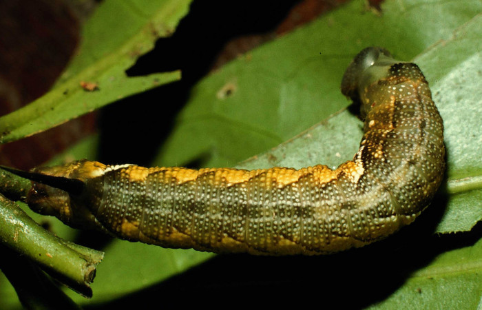 Fig.10. Larva de <i>Aellopos titan</i> (Sphingidae), vista dorsalmente, 28mm de longitud, penúltimo estadío. Voucher: 98-SRNP-3200-DHJ44676.jpg.