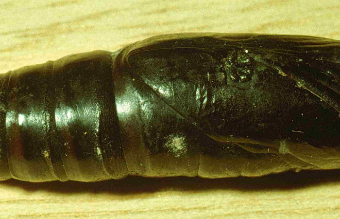 Fig.11. Pupa de <i>Aellopos titan</i> (Sphingidae), vista semiventral, esta pupa además está parasitada. Voucher: 92-SRNP-1450-DHJ15157.jpg.