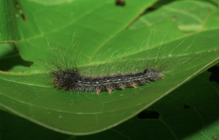 Fig. 1. Larva de <i>Olceclostera irrorata</i> (Bombycidae), comiendo <i>Lundia puberula</i> (Bignoniaceae). Voucher: 06-SRNP-32759-DHJ420837.