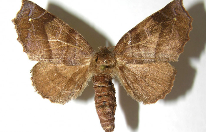 Fig. 17. Hembra de <i>Olceclostera irrorata</i> (Bombycidae), vista dorsal. Voucher: 06-SRNP-4339-DHJ350054.