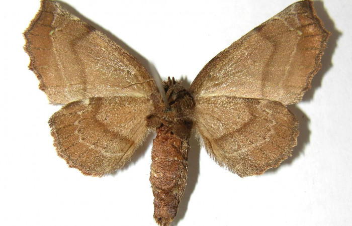 Fig. 18. Hembra de <i>Olceclostera irrorata</i> (Bombycidae), vista ventral. Voucher: 06-SRNP-4339-DHJ350055.