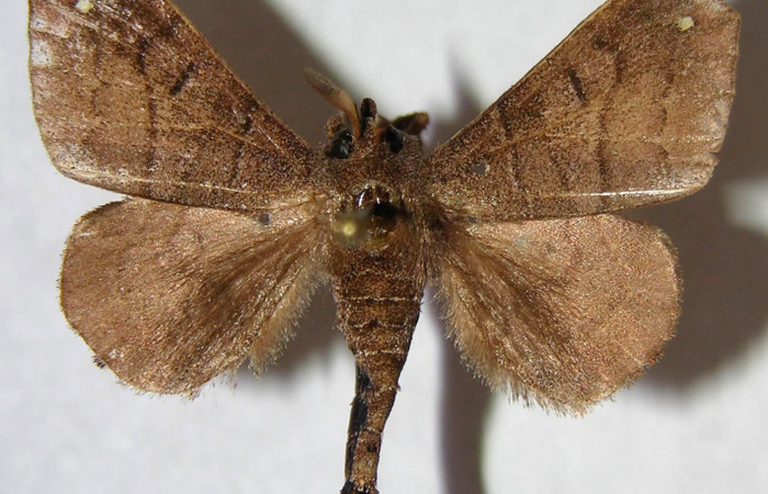 Fig. 15. Macho de <i>Olceclostera irrorata</i> (Bombycidae), vista dorsal. Voucher: 06-SRNP-65042-DHJ360134.
