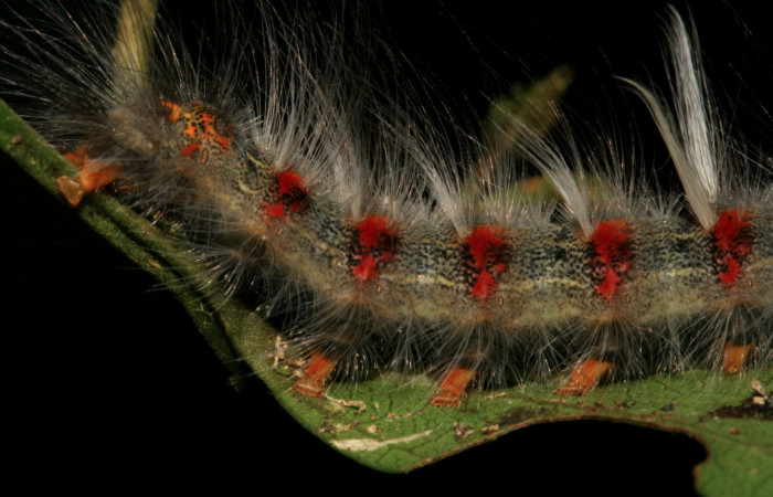 Fig. 10. Detalle de coloración en la parte posterior lateral en larva <i>Olceclostera irrorata</i> (Bombycidae). Voucher: 08-SRNP-4240-DHJ437461.