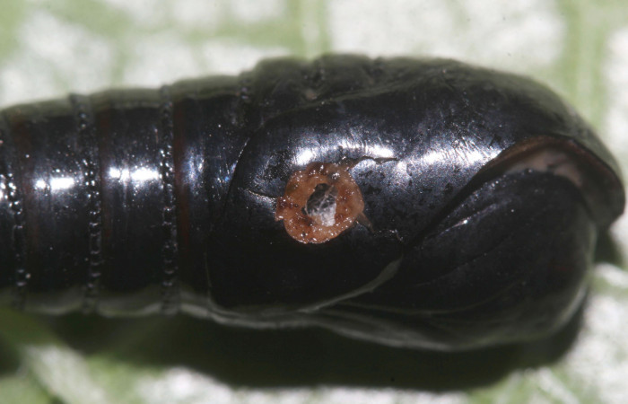Fig. 11. Pupa de <i>Olceclostera irrorata</i> (Bombycidae). Parasitada por larva de mosca de la familia Tachinidae. Voucher: 18-SRNP-30026-DHJ43328.
