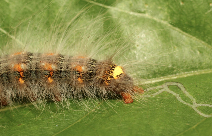 Fig. 6. Detalle posterior lateral larva <i>Olceclostera irrorata</i> (Bombycidae), comiendo <i>Lundia puberula</i> (Bignoniaceae). Voucher: 19-SRNP-65216-DHJ772038.