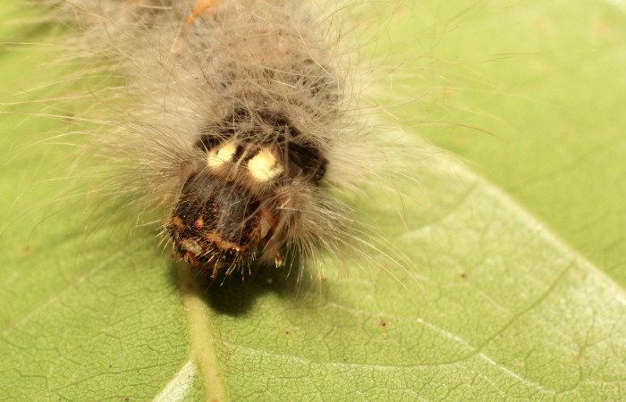 Fig. 4. Detalle de puntos amarillos detrás de cabeza en larva <i>Olceclostera irrorata</i> (Bombycidae), comiendo <i>Lundia puberula</i> (Bignoniaceae). Voucher: 19-SRNP-65216-DHJ772043.