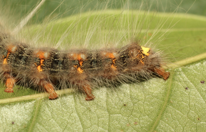 Fig. 9. Detalle de coloración en la parte posterior lateral en larva <i>Olceclostera irrorata</i> (Bombycidae). Voucher: 19-SRNP-65216-DHJ772044.