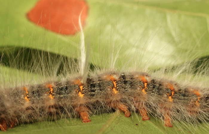 Fig. 7. Detalle de mechones blancos sobre dorso central en larva <i>Olceclostera irrorata</i> (Bombycidae). Voucher: 19-SRNP-65216-DHJ772046.