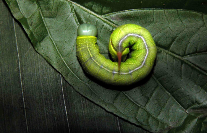 Figura 8. Larva <i>Perigonia lusca</i> (Sphingidae), posición dorsal en la hoja de la planta <i>Guettarda foliacea</i> (Rubiaceae). 03-SRNP-15588-DHJ400924.jpg.     