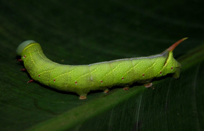 Figura 9. Larva <i>Perigonia lusca</i> (Sphingidae), posición dorsal en la hoja de la planta <i>Guettarda foliacea</i> (Rubiaceae). 03-SRNP-15588-DHJ400925.jpg.