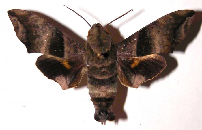 Figura 15. Adulto <i>Perigonia lusca</i> (Sphingidae), macho posición dorsal. 03- SRNP-15981-DHJ37966.   
