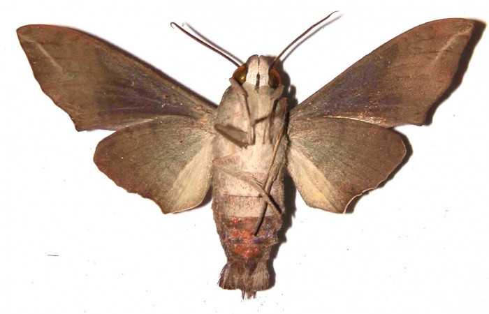 Figura 16. Adulto <i>Perigonia lusca</i> (Sphingidae), macho posición ventral. 03- SRNP-15981-DHJ37967.