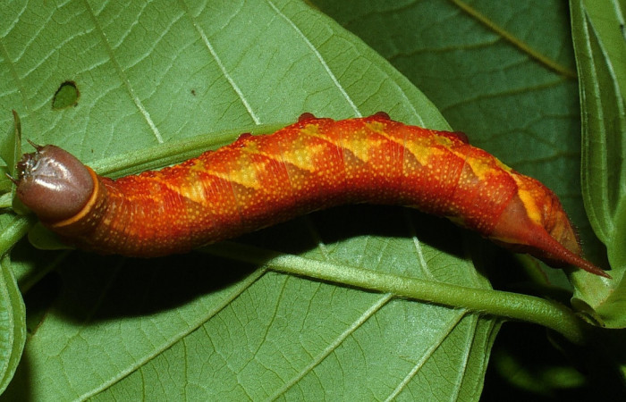 Figura 11. Larva <i>Perigonia lusca</i> (Sphingidae), posición cabeza en la hoja de la planta <i>Uncaria tomentosa</i> (Rubiaceae). 03-SRNP-18062-DHJ76982.jpg.     