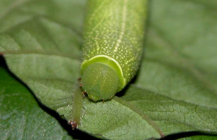 Figura 6. Larva <i>Perigonia lusca</i> (Sphingidae), posición lateral en la hoja de la planta <i>Uncaria tomentosa</i> (Rubiaceae). 03-SRNP-2917-DHJ71901.jpg.     