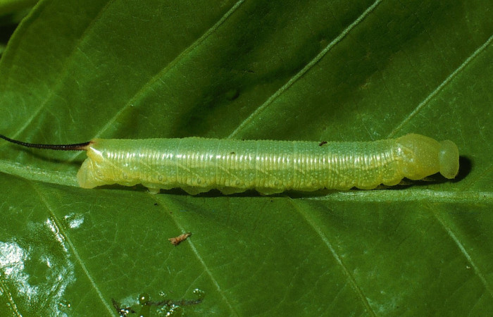 Figura 2. Larva <i>Perigonia lusca</i> (Sphingidae), posición lateral en la hoja de la planta <i>Uncaria tomentosa</i> (Rubiaceae). 03-SRNP-2917-DHJ71895.jpg.     