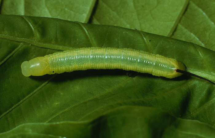 Figura 3. Larva <i>Perigonia lusca</i> (Sphingidae), posición dorsal en la hoja de la planta <i>Uncaria tomentosa</i> (Rubiaceae). 03-SRNP-2917-DHJ71897.jpg.