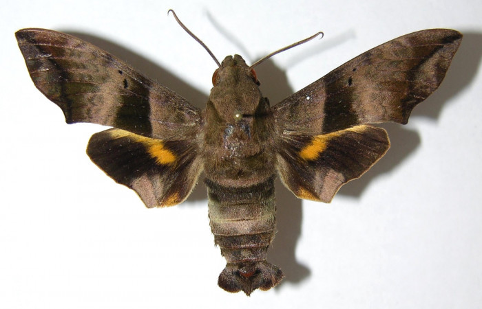 Figura 1. Adulto <i>Perigonia lusca</i> (Sphingidae), macho posición dorsal. 07- SRNP-1635-DHJ373142.