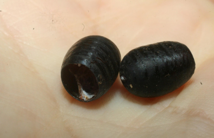 Figura 14. Puparios nacidos de <i>Leschenaultia</i> Wood12 (Tachinidae),(mosca), parásito de <i>Perigonia lusca</i> (Sphingidae), 08-SRNP-31601-DHJ462372.jpg.     