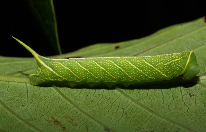 Figura 7. Larva <i>Perigonia lusca</i> (Sphingidae), posición dorsal en la hoja de la planta <i>Uncaria tomentosa</i> (Rubiaceae). 03-SRNP-2917-DHJ71900.jpg.     