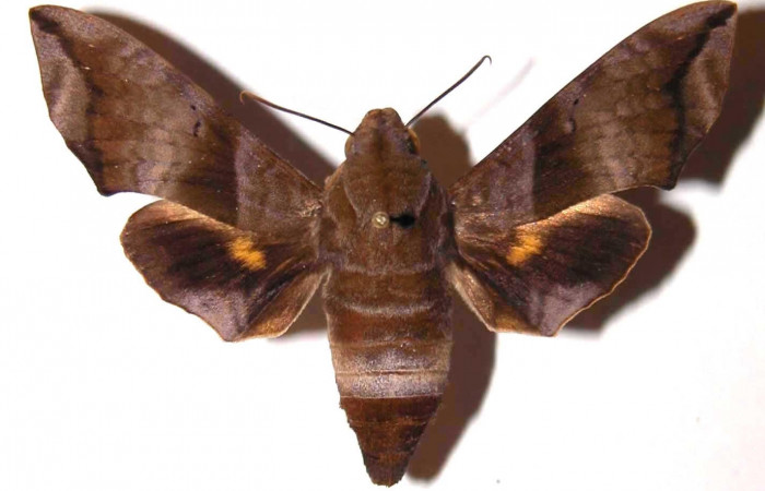 Figura 17. Adulto <i>Perigonia lusca</i> (Sphingidae), hembra posición dorsal. 84- SRNP-1190-DHJ37520.