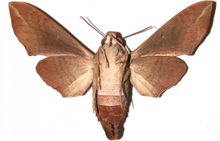 Figura18. Adulto <i>Perigonia lusca</i> (Sphingidae), hembra posición ventral. 84-SRNP-1190- DHJ37521.     
