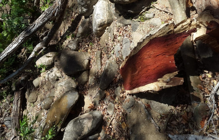 Bello Horizonte de Puerto Soley La Cruz Guanacaste  15 de febrero 2020  Foto: rigada de Control, Seguimiento y Aprovechamiento Forestal (BCAF.PSA)