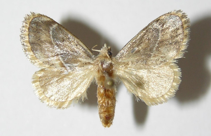 Figura 14. Adulto dorsal, <i>Epiperola</i> paidaDHJ03 (Limacodidae). 05-SRNP-42767-DHJ336594.     