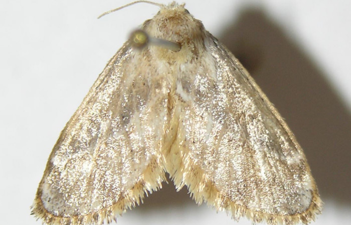 Figura 15. Adulto detalle dorsal, <i>Epiperola paida</i> (Limacodidae). 08-SRNP-35339-DHJ508675.