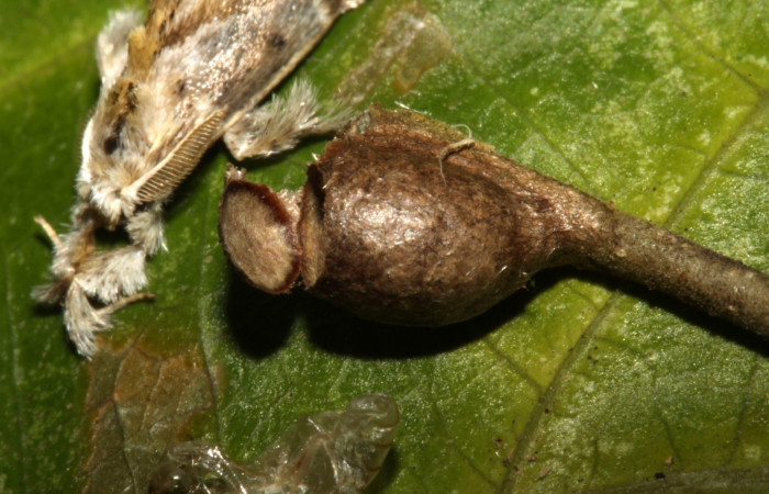 Figura 13. Detalle de exuvia, <i>Epiperola</i> paidaDHJ03 (Limacodidae). 13-SRNP-71765- DHJ720374.