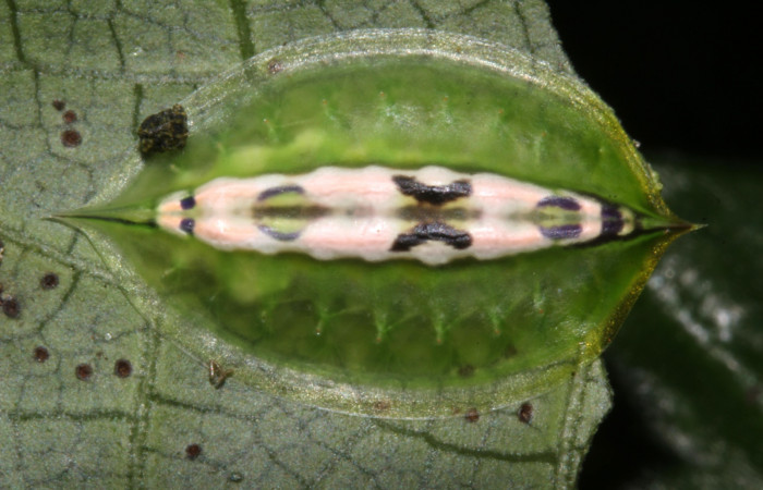 Figura 6. Detalle en su último estadío <i>Epiperola paida</i> (Limacodidae). 17-SRNP-30381-DHJ736002.