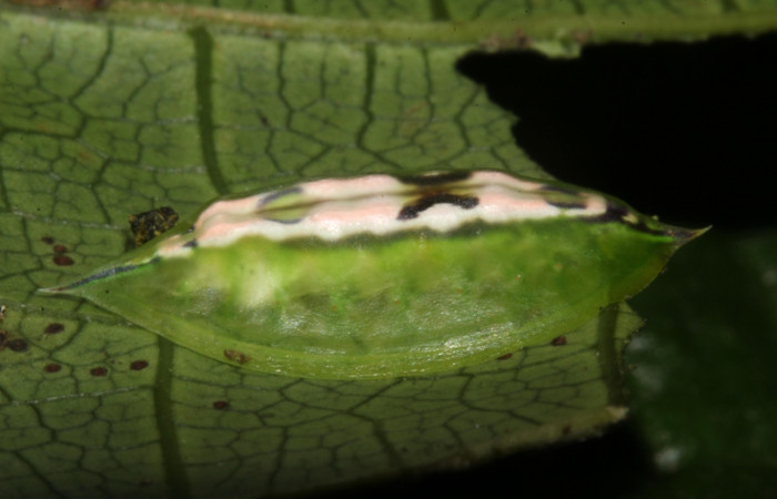 Figura 5. Detalle de alimentación <i>Epiperola paida</i> (Limacodidae). 17-SRNP-30381-DHJ736004.