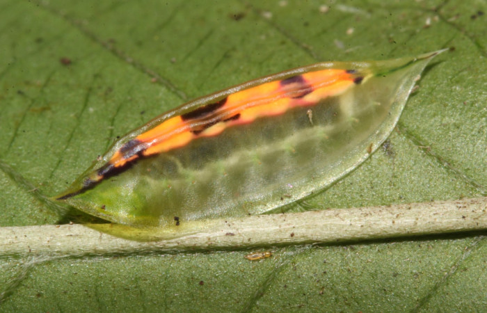 Figura 4. Detalle lateral <i>Epiperola paida</i> (Limacodidae). 17-SRNP-32250-DHJ740453.     